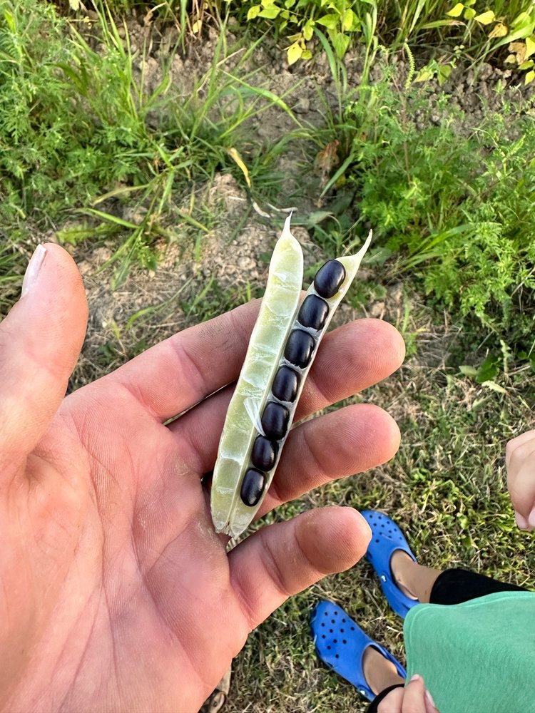 Black Beans (1.25 lb)