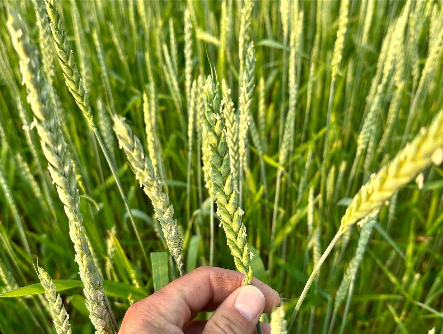 Sungold Spelt Berries (2lbs)