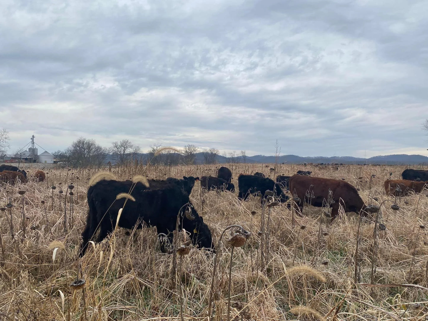 Turkey Red Hard Wheat Flour - Local Millers