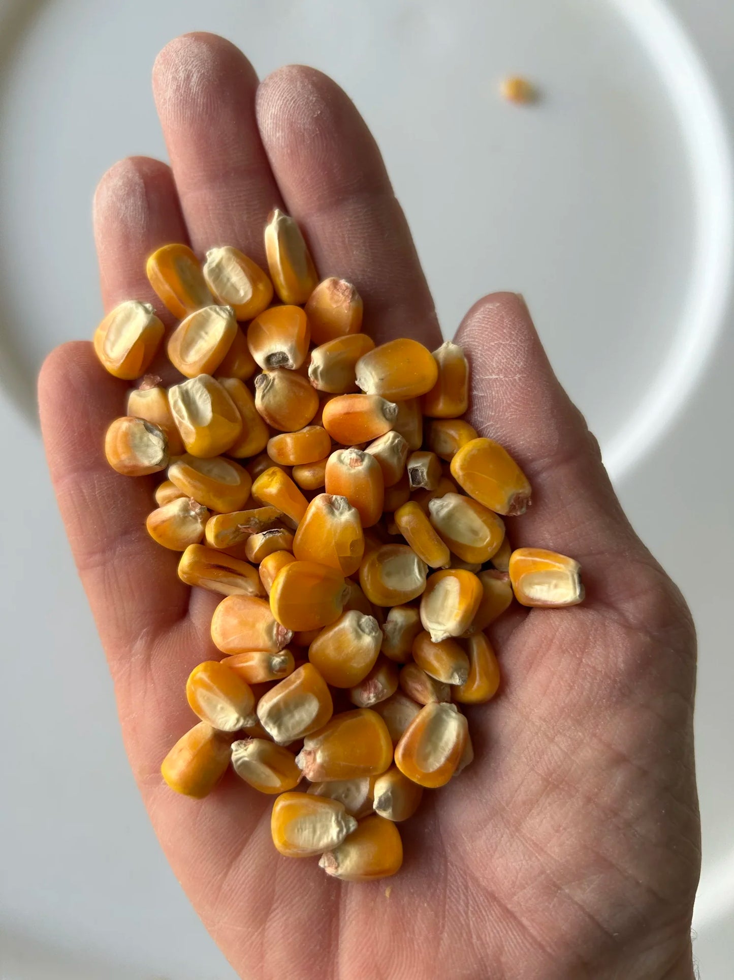 NutraMaize Orange Corn Meal - Local Millers