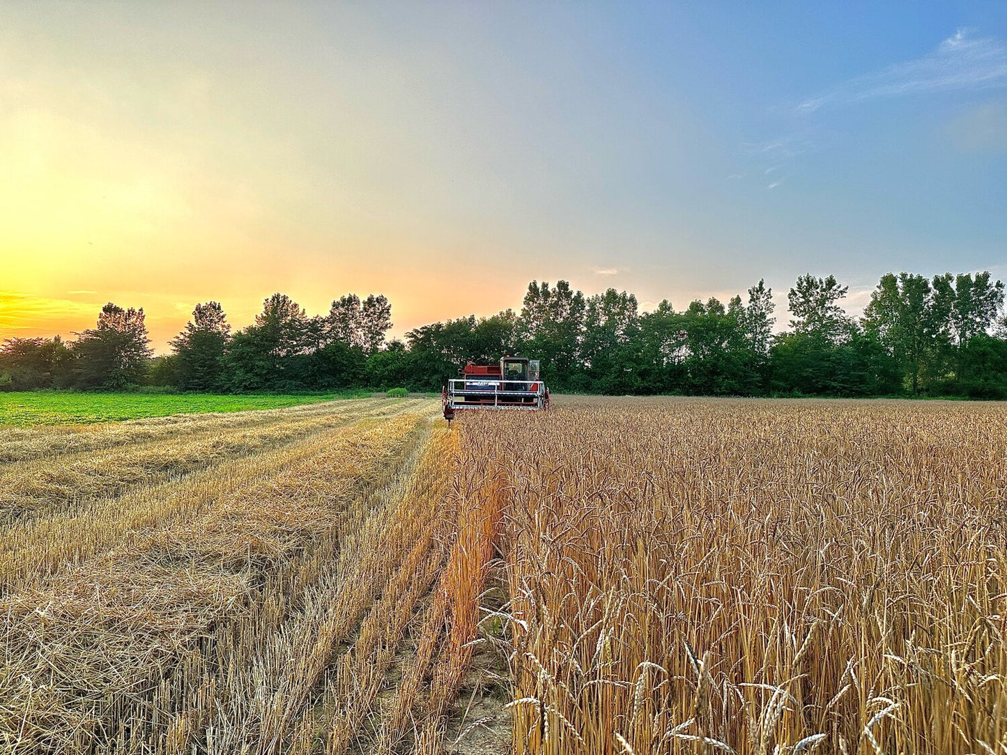 Sungold Spelt Berries (2lbs)