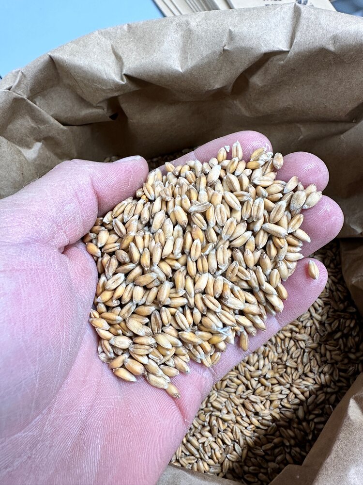 Sungold Spelt Berries (2lbs)