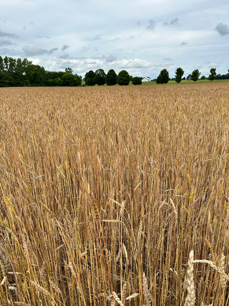 Sungold Spelt Berries (2lbs)