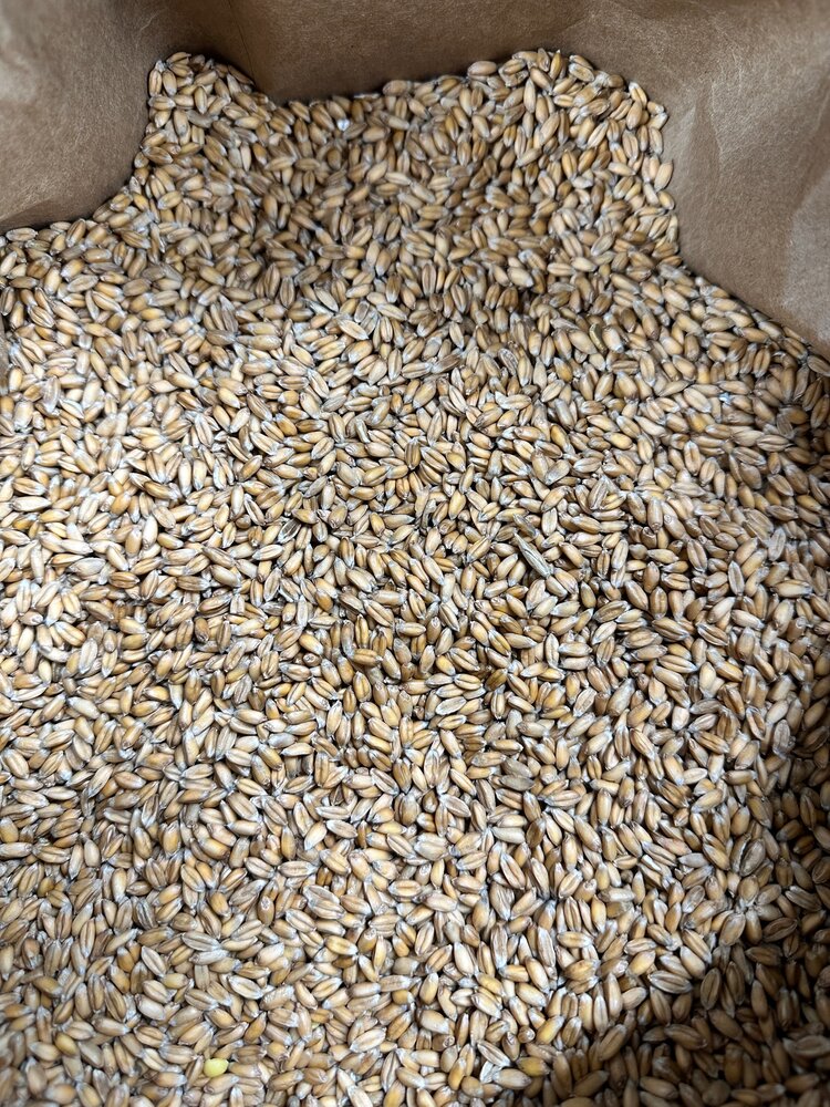 Sungold Spelt Berries (2lbs)