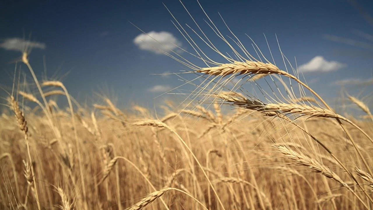 Turkey Red Hard Wheat Flour - Local Millers