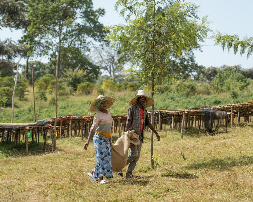 Shantawene - Ethiopia